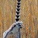 Ringtailed Lemur_3